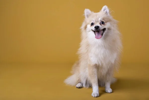 Pomeranya cinsi köpek kafası havada yatar ve sarı arka planda dilini uzatır.