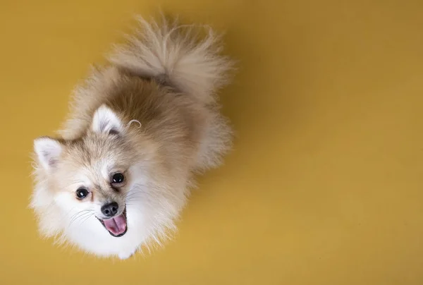 Pomeranian ras hond op zoek op gele achtergrond — Stockfoto