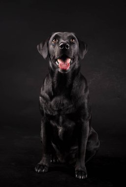 Siyah labrador köpeği siyah arka planda dili açık oturuyor.