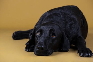 Siyah labrador köpeği yerde üzgün üzgün yatıyor.