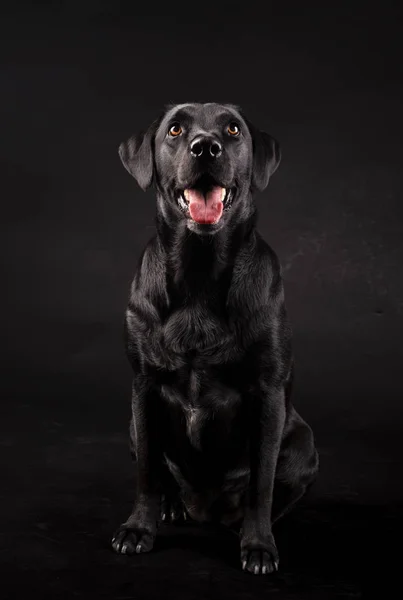 Siyah labrador köpeği siyah arka planda dili açık oturuyor.