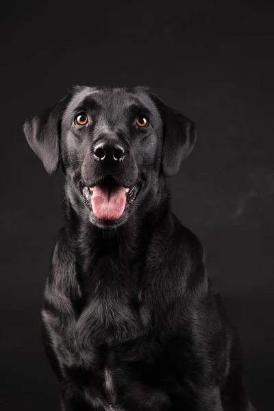 Schwarzer Labrador Hund mit orangefarbenen Augen mit herausgestreckter Zunge, auf schwarzem Hintergrund — Stockfoto