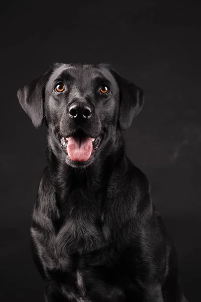 Siyah labrador köpeği, turuncu gözlü, dili dışarı çıkmış, siyah arka planda.
