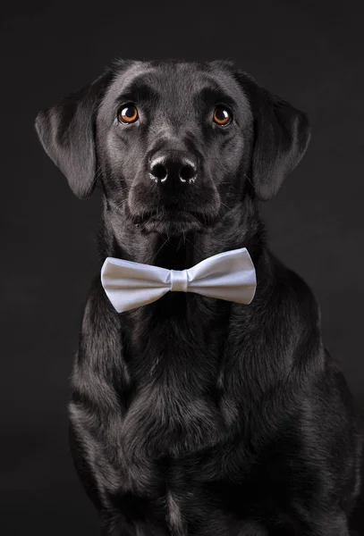 Siyah labrador köpeği, turuncu gözlü, siyah arka planda papyon takan.