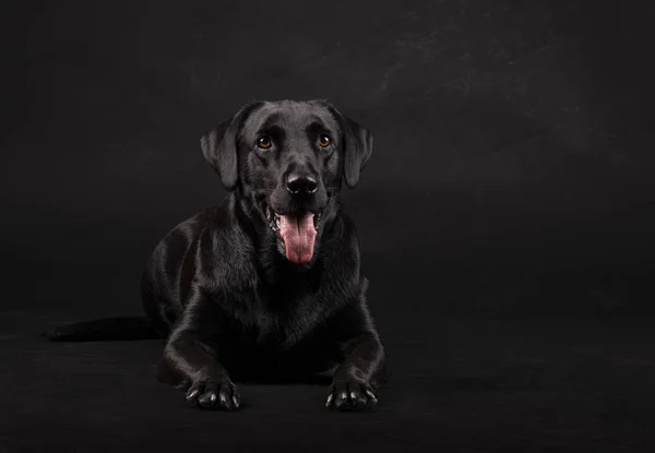 Siyah labrador köpeği, turuncu gözlü ve dili siyah arka planda yatıyor.