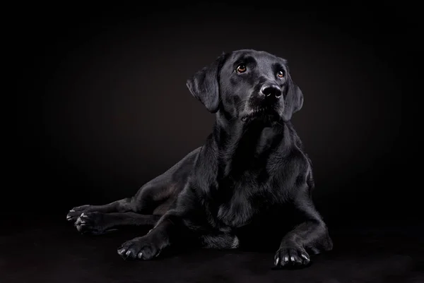 Μαύρο λαμπραντόρ σκυλί κάθεται στο πάτωμα και ατενίζει προς τα εμπρός σε ένα μαύρο φόντο — Φωτογραφία Αρχείου