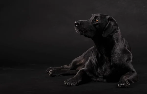 Czarny pies labrador siedzi na podłodze i patrzy w bok na czarnym tle — Zdjęcie stockowe