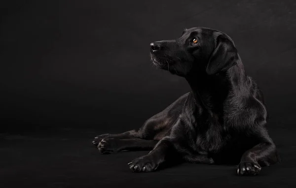 Siyah labrador köpeği yerde oturuyor ve siyah bir arka planda yan tarafa bakıyor.