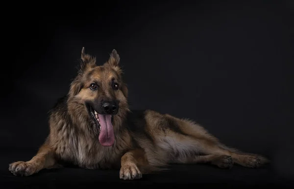 Dili dışarıda uzanmış, siyah arka planı olan bir stüdyoya bakan Alman çoban köpeği. — Stok fotoğraf