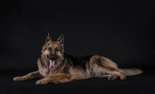 Alman çoban köpeği siyah arka planı olan bir stüdyoda dilsiz yatıyordu.