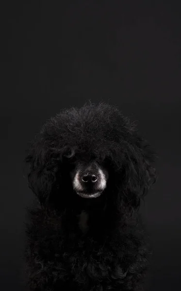 Portret van zwarte poedel hond met witte neus en afro kapsel — Stockfoto