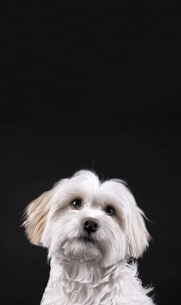 Bichon Maltese witharige hond kijkt uit op een zwarte achtergrond — Stockfoto