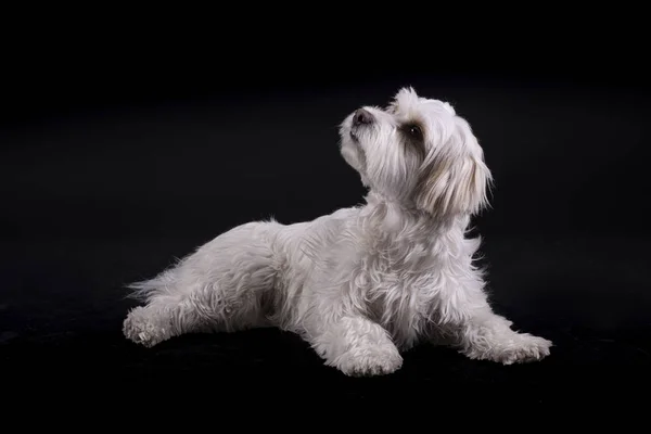 Bichon Maltese witharige hond kijkt omhoog in de voorkant van een zwarte achtergrond — Stockfoto