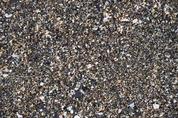 海の砂の底にアサリの破片が — ストック写真