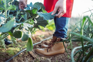 farmer examining leaves of a plant in an organic field