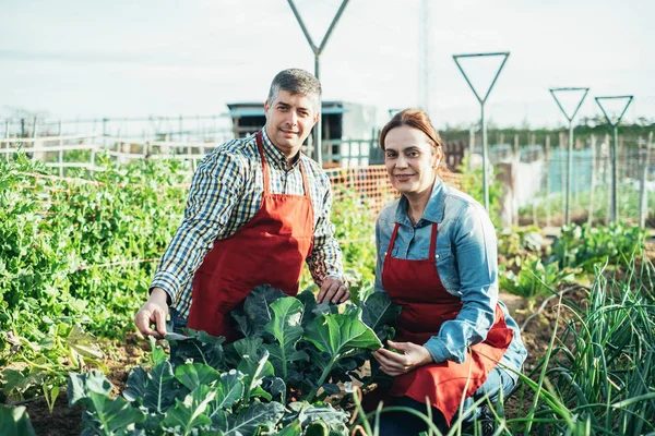 Farming couple behind a broccoli plant in an organic field