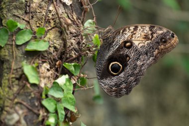 Ağaç gövdesine tünemiş kapalı kanatlı bir kelebek.