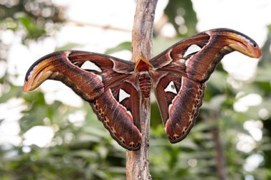 Dev atlas moth sadece geceleri çıkan bir kelebek olduğunu