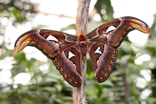 Giant Atlas Moth Uma Borboleta Que Sai Apenas Noite — Fotografia de Stock