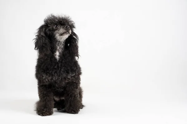 Zwarte Poedel Hond Zittend Vloer Een Witte Achtergrond — Stockfoto