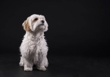 Beyaz saçlı Maltalı köpek bisküvisi siyah bir arka planda öne bakıyor.