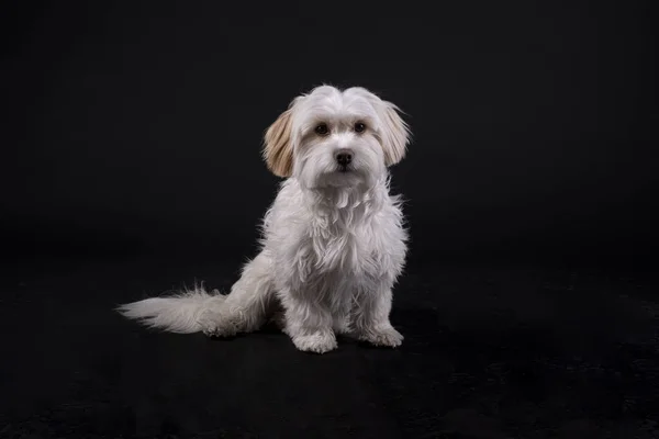 Wit Haar Maltees Hond Bichon Naar Voren Gericht Tegen Een — Stockfoto