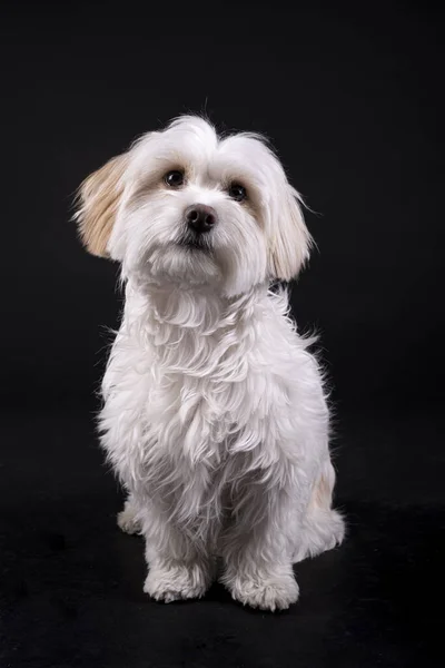 Bichon Maltese Witharige Hond Kijkt Uit Een Zwarte Achtergrond — Stockfoto