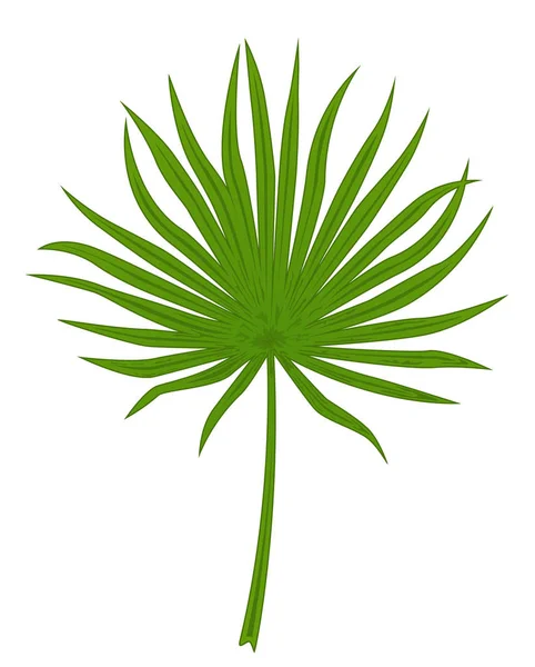 Hoja de palma verde — Vector de stock