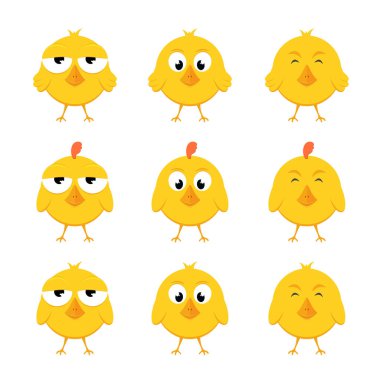 Sarı civciv kümesi