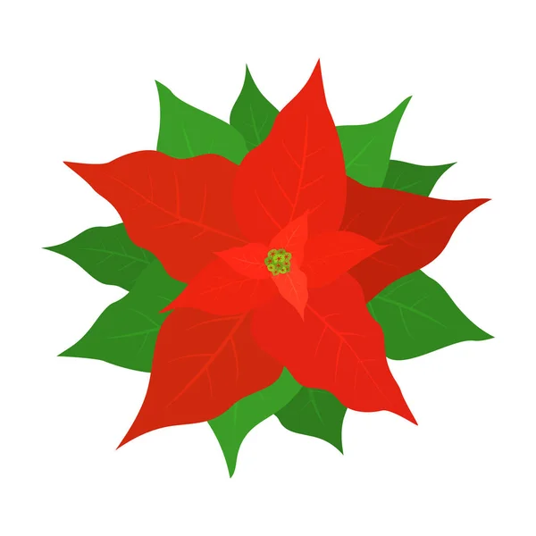Червона квітка poinsettia — стоковий вектор