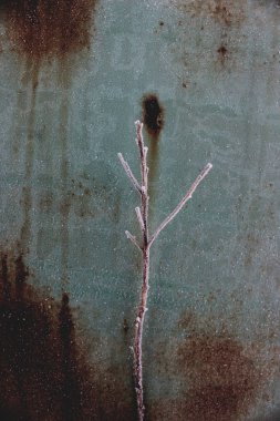 Kırılgan Donmuş Dallar Büyük Görünümlü Dekorasyon ve Soyutlama