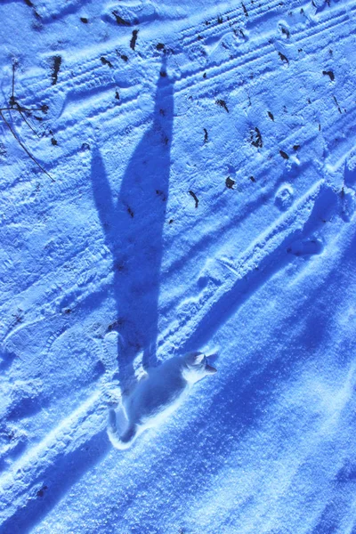 Снежно Морозные Дорожки Игра Светлых Теней — стоковое фото