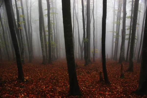 Misty Autumn Bomen Karpaten — Stockfoto
