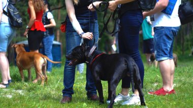 Amerikan staffordshire terrier Kiev