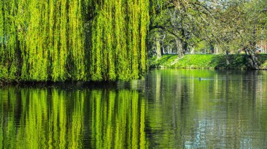Ağaç suyun üzerine eğildi.