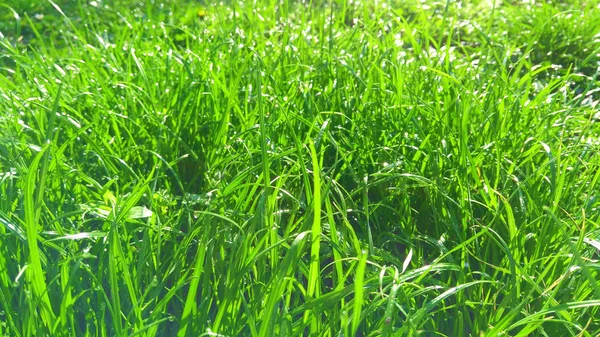 Тоса на траве на солнце — стоковое фото