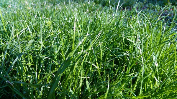 Rosée sur l'herbe au soleil — Photo