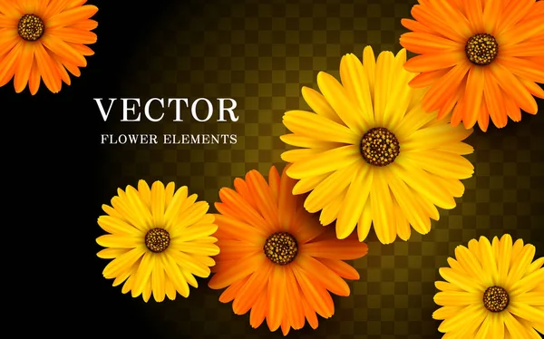 Calendula flower elements — Stock Vector