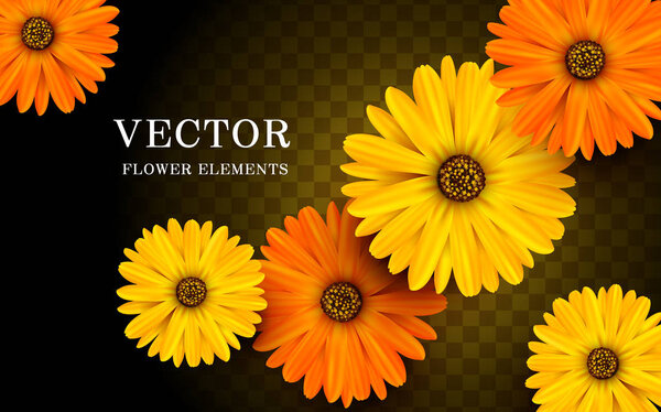 calendula flower elements