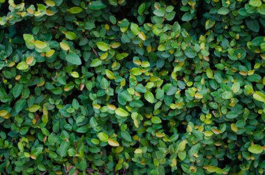 güzel yaprakları arka plan