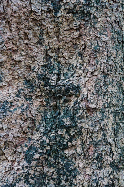 Struttura della corteccia dell'albero naturale — Foto Stock