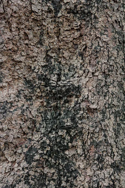 Textura da casca da árvore da natureza — Fotografia de Stock