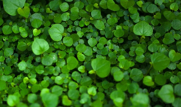 Beautiful leaves background — Stock Photo, Image