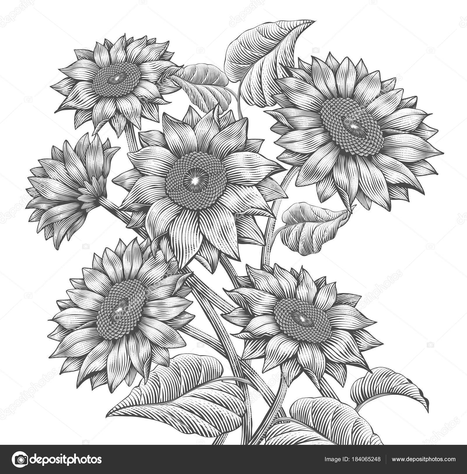 Free Free 333 Sunflower Svg Black And White SVG PNG EPS DXF File