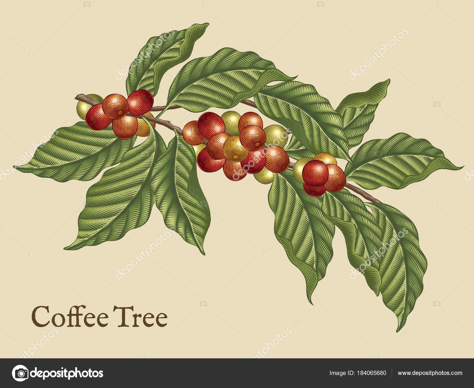Coffee tree elements Stock by 184065680