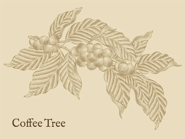 Elementos del árbol de café — Archivo Imágenes Vectoriales