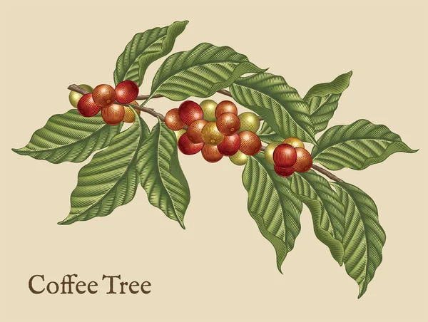 Coffee tree elements — Stock Vector
