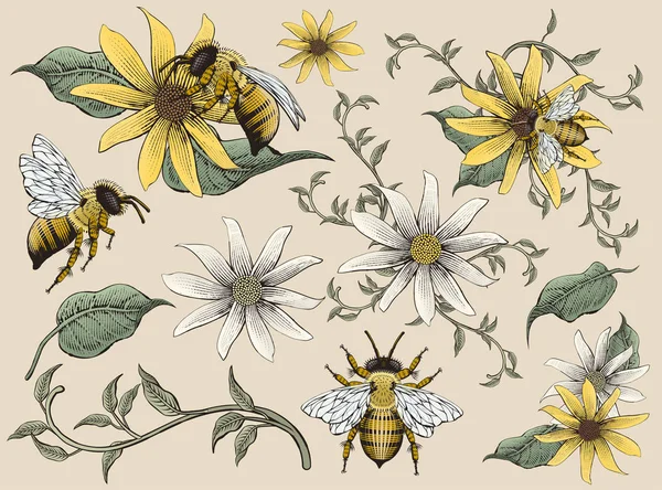 Honey bees and flowers elements Royalty Free Stock Vectors