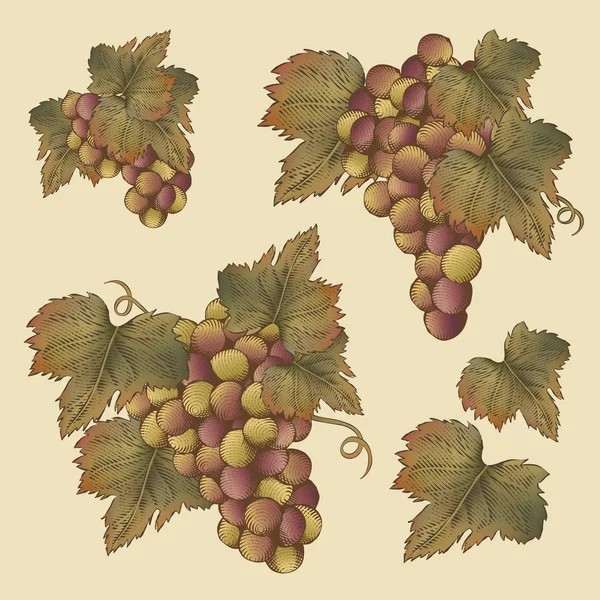 Gravure du raisin et des feuilles — Image vectorielle