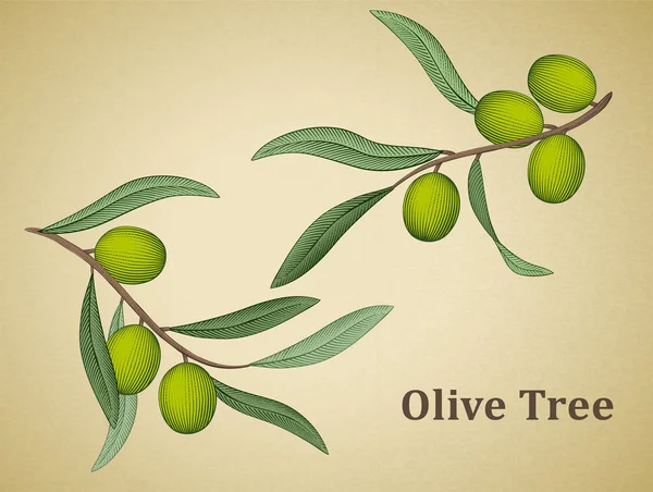 Olive Tree Listy Přírodní Designové Prvky Rytí Styl — Stockový vektor